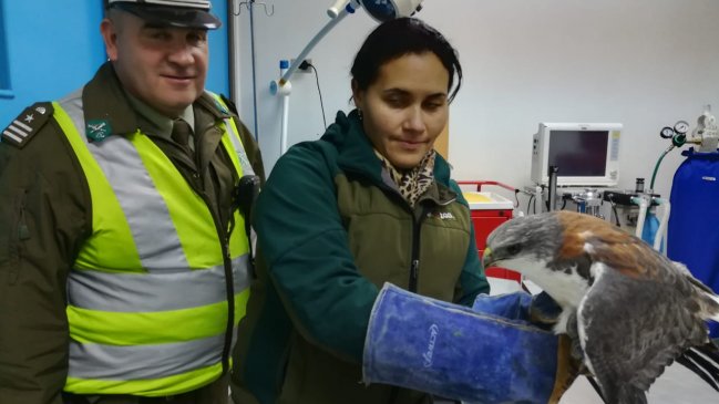 O´Higgins: Carabineros de San Fernando auxiliaron a ave protegida