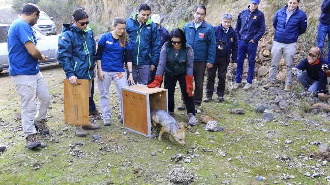 Liberan en cerros de Coltauco a zorra hallada en Rancagua