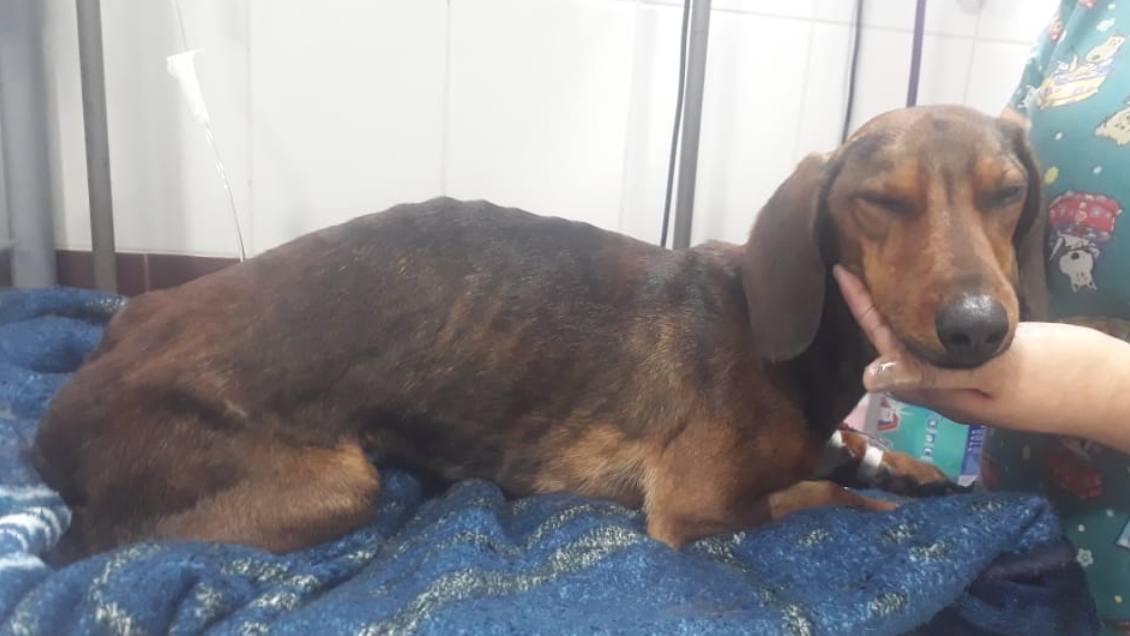 Apareció Gaspar, el perrito que se perdió en un vuelo