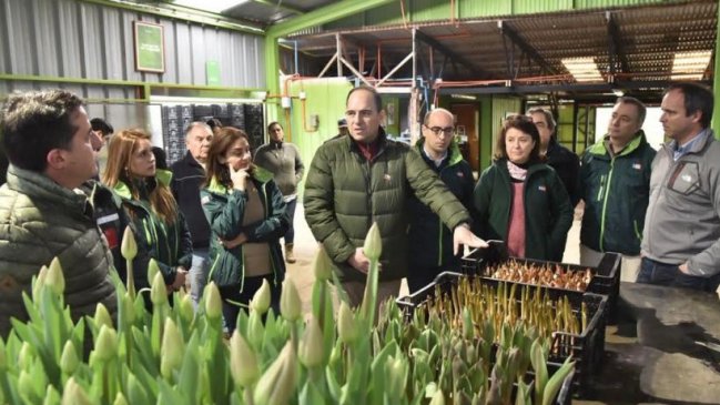 Brasil será el nuevo destino de exportación para tulipanes valdivianos