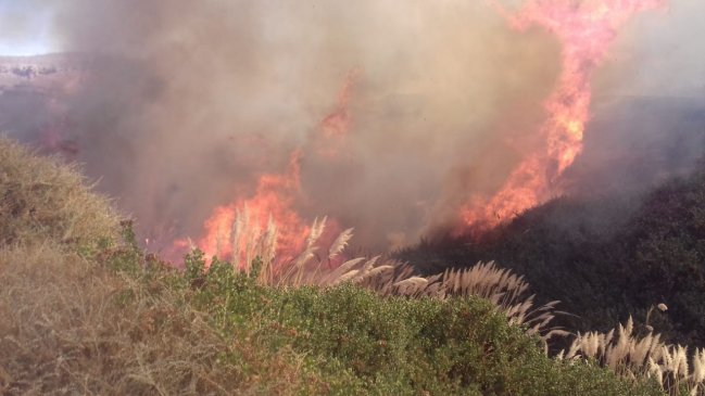 Tarapacá: Incendio arrasa pastizales en el poblado de Mamiña