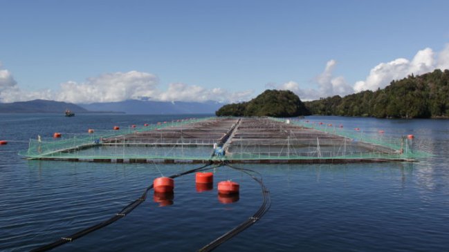 Frutillar: Decomisan dos toneladas de salmones fugados desde centro de cultivo