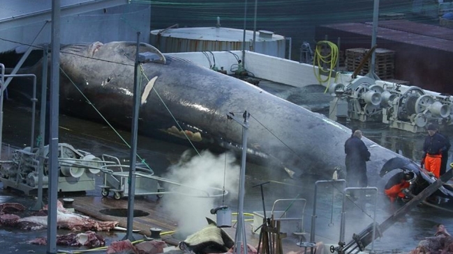 Acusan a empresa islandesa de cazar a una ballena azul