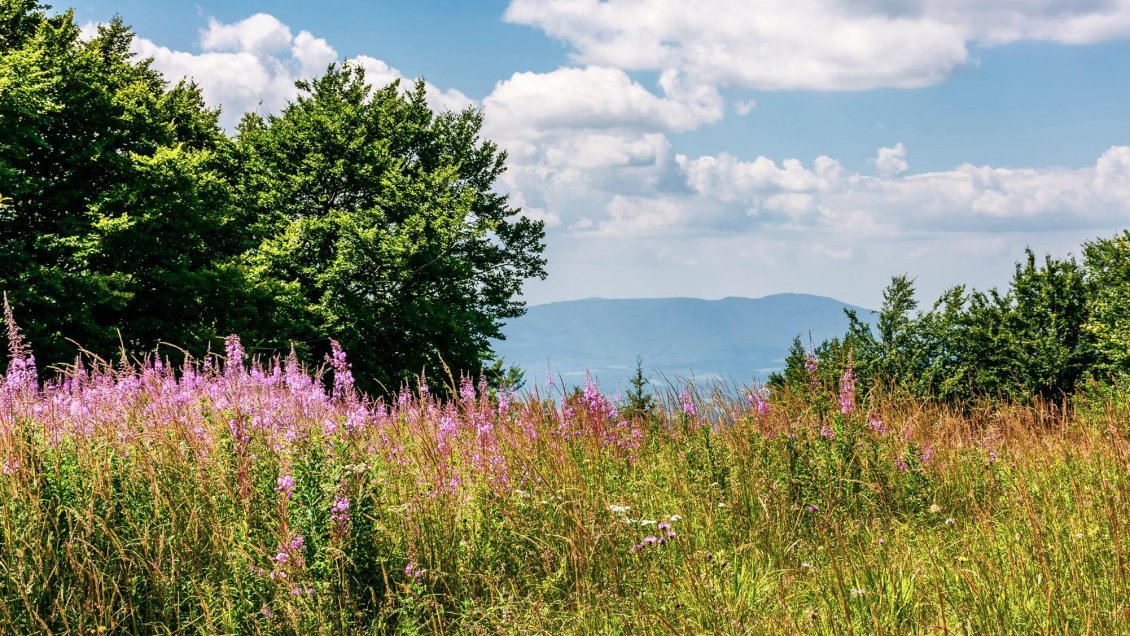 Descubren al menos 500 hectáreas de loteos 