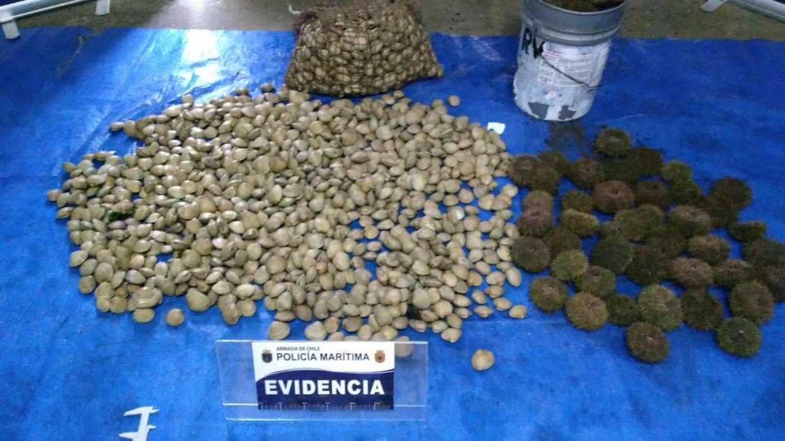 Ancud: Armada incautó almejas y erizos sin registro pesquero