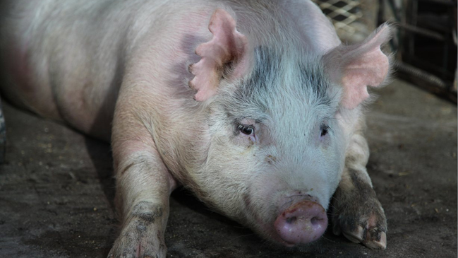 Dos detenidos por abigeato de cerdos en Galvarino