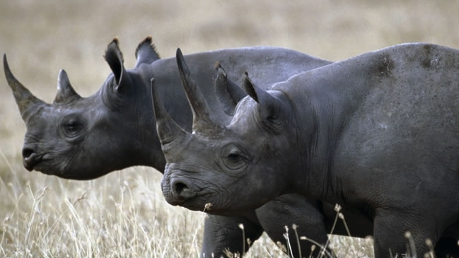 Rinocerontes negros fueron trasladados para salvarlos y se murieron