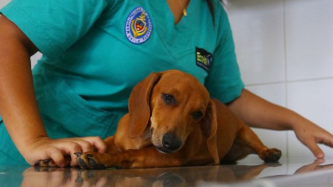 Antofagasta: Municipio esterilizará a 5 mil mascotas de forma gratuita