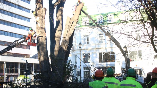 Remueven peligroso ciprés desde la Plaza de Armas de Punta Arenas