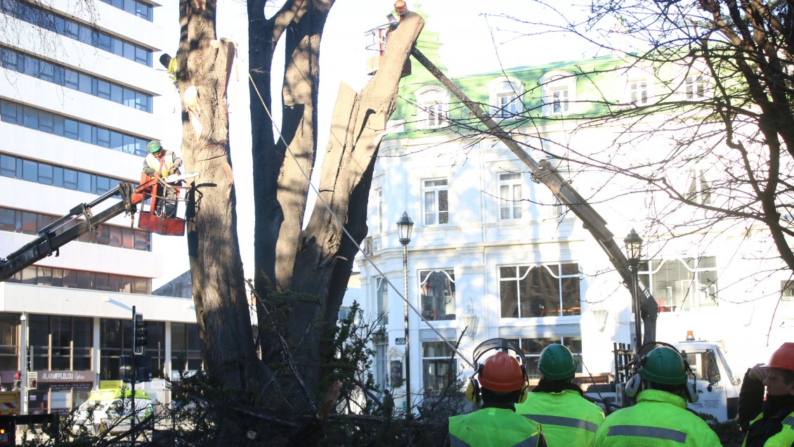 Remueven peligroso ciprés desde la Plaza de Armas de Punta Arenas