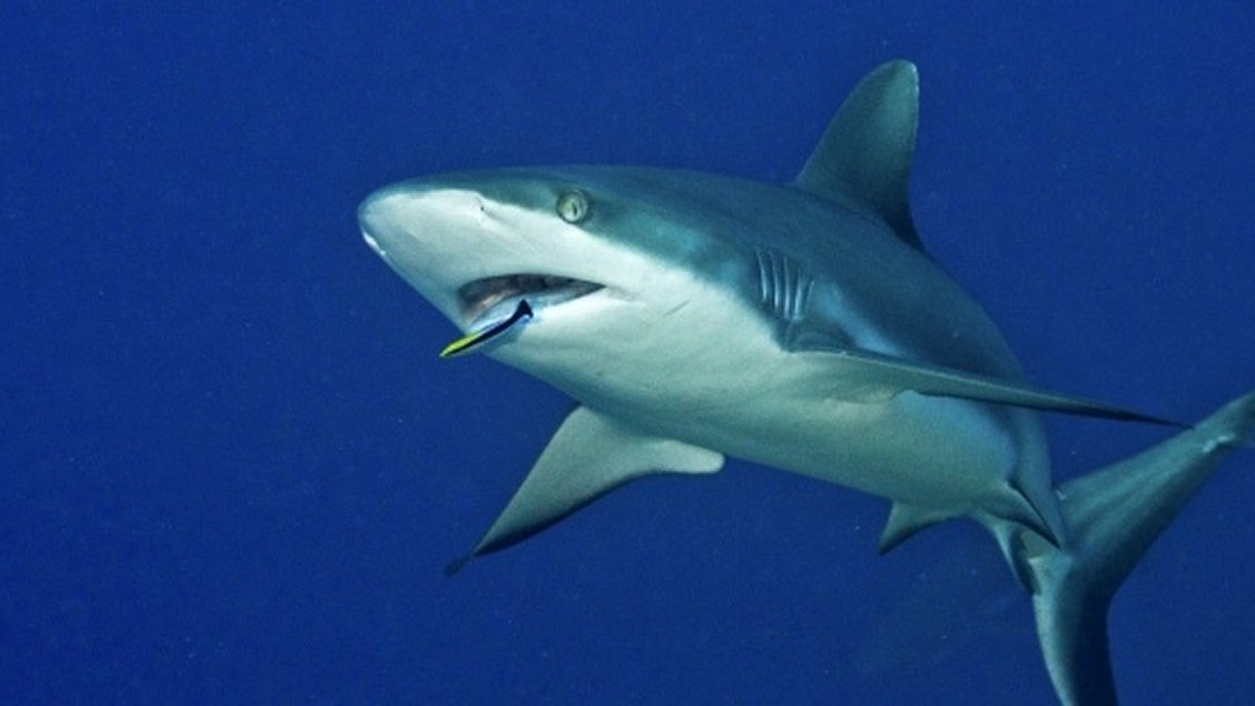 Estados Unidos: Cierran playa de Florida por dos ataque seguidos de tiburones