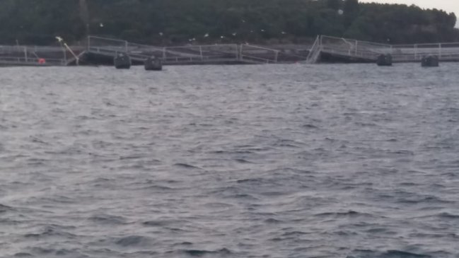 Pescadores de Isla Cailín temen una fuga masiva de salmones en la zona