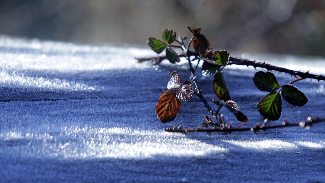 Los Ríos: Temperaturas bajo cero obligan a decretar Alerta Temprana Preventiva