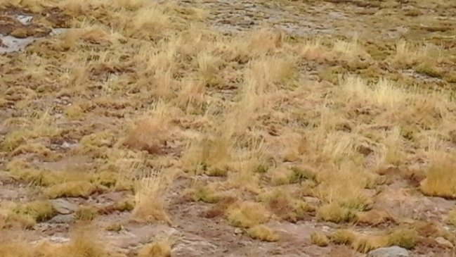 Acusan a empresa minera de secar humedales en la cordillera de Atacama