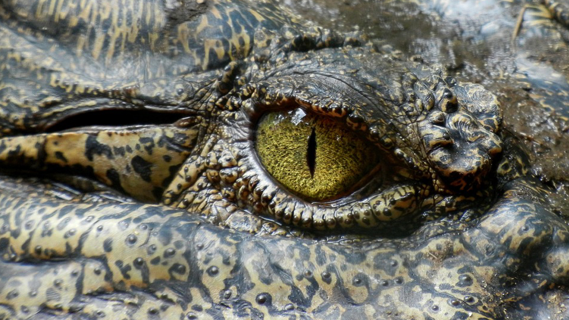 Aldeanos mataron 292 cocodrilos para vengar la muerte de un vecino en Indonesia