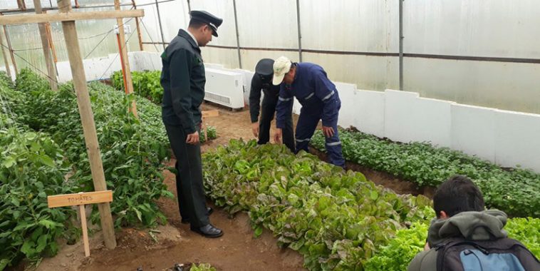 Invernadero geotérmico de Aysén es premiado en seminario internacional
