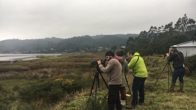Región de Los Ríos participa en el Censo Mundial de Aves Acuáticas