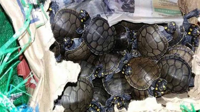 Rescataron a casi 200 crías de tortuga amenazada del maletero de un bus en Perú