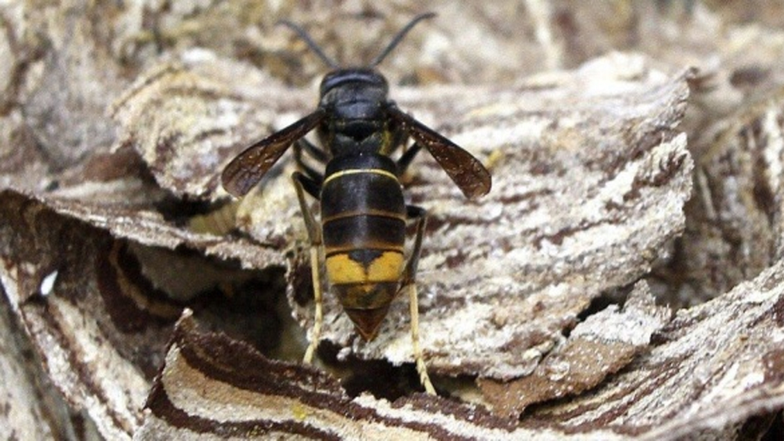 Un anciano murió tras la picadura de avispas asiáticas