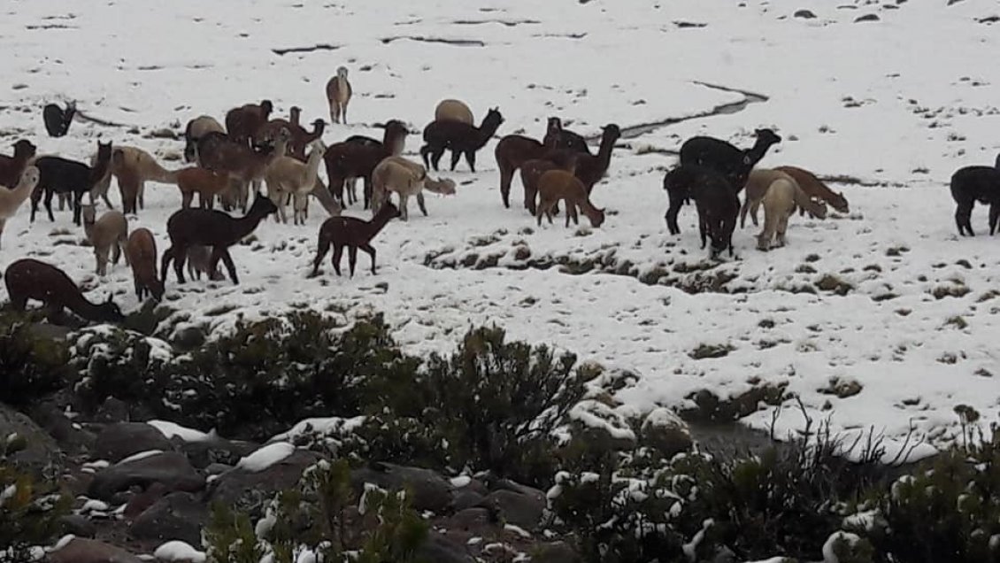 Dirección Meteorológica de Chile anunció nevazones para la cordillera de Arica y Parinacota