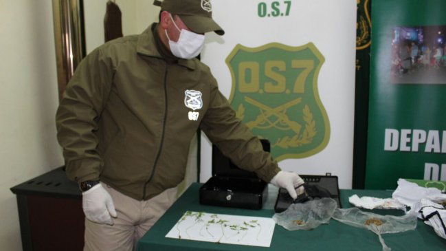 Carabineros desbarató banda que se dedicaba a producir y vender marihuana en Puerto Montt