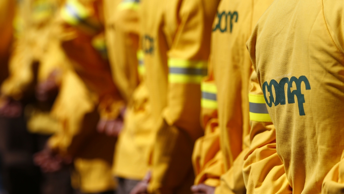 Ex director: Ministro no entiende presupuestos de Conaf