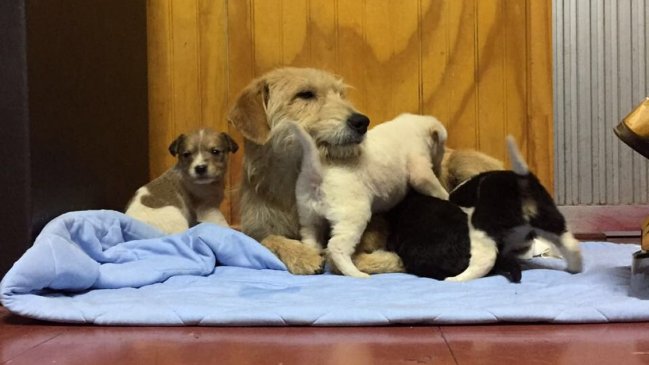 Bomberos logró sacrificado y largo rescate de cinco cachorros y su madre en Talcahuano