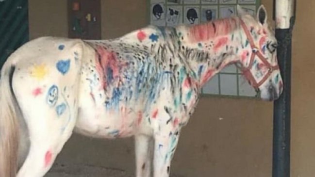 Niños pintaron caballo en actividad que provocó indignación de animalistas
