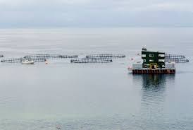 Fuga de salmones: Suspenden funcionamiento de Marine Harvest y ordenan retirar estructuras acuícolas
