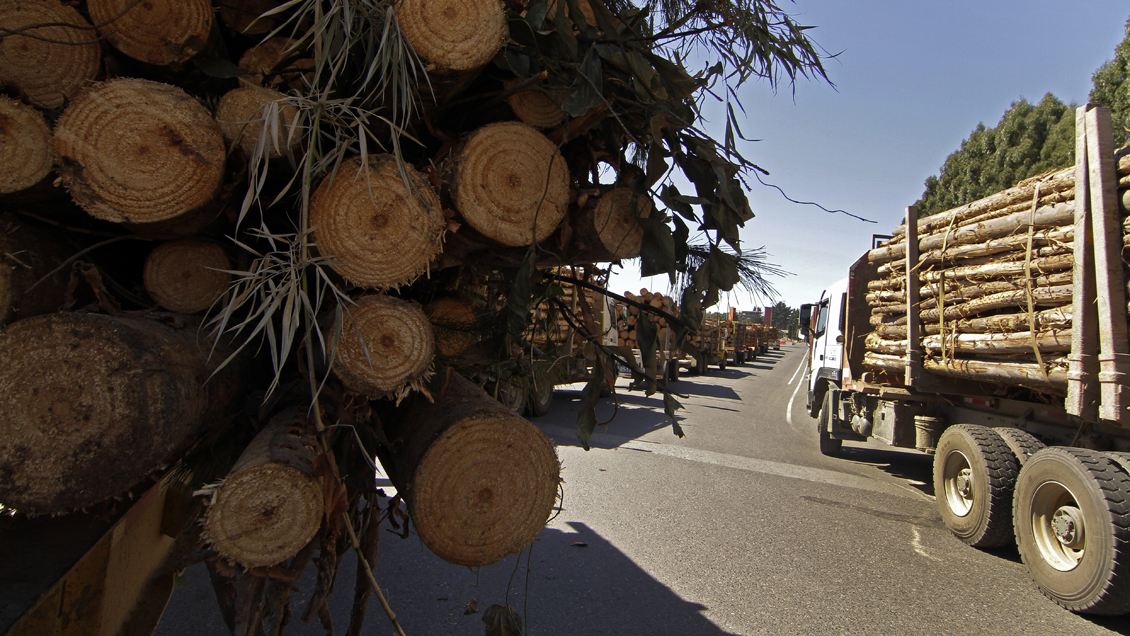 Grupo Angelini alista millonario proyecto forestal en Arauco