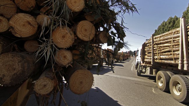 Grupo Angelini alista millonario proyecto forestal en Arauco