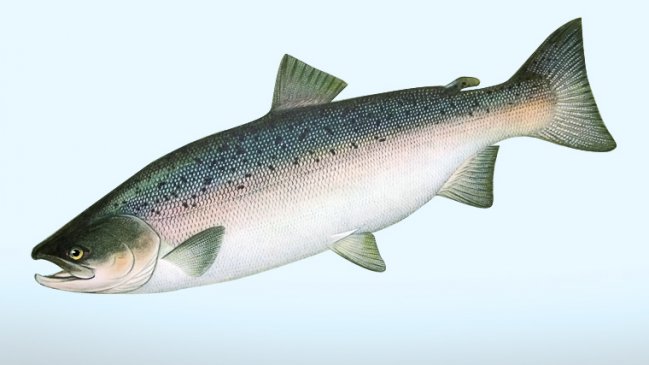 Marine Harvest ofrece recompensa de siete mil pesos por cada salmón recapturado