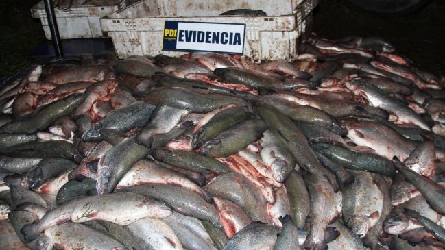Decomisan casi una tonelada de salmones robados en Puerto Aysén