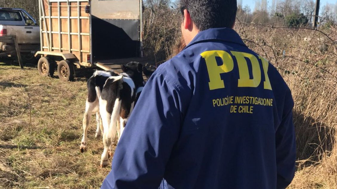 Golpe al abigeato: Cuatro detenidos por robar animales en la provincia de Osorno