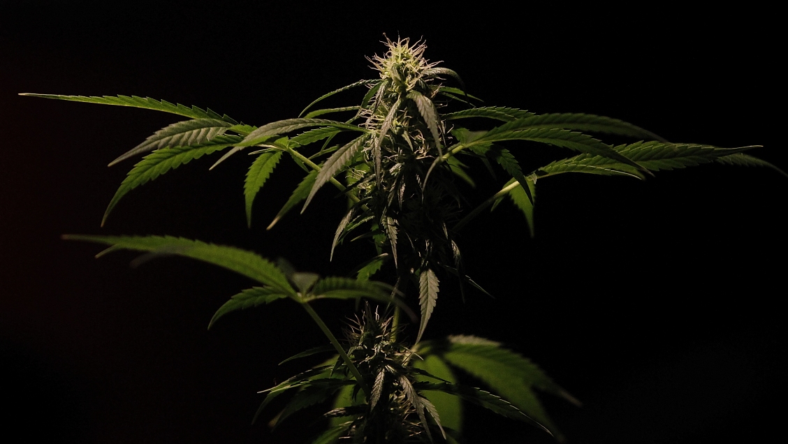 Reino Unido legalizará el uso de medicina a base de cannabis