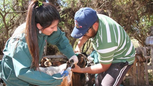Unos 400 crianceros caprinos reciben aportes del CORE de Coquimbo para veranadas en Argentina