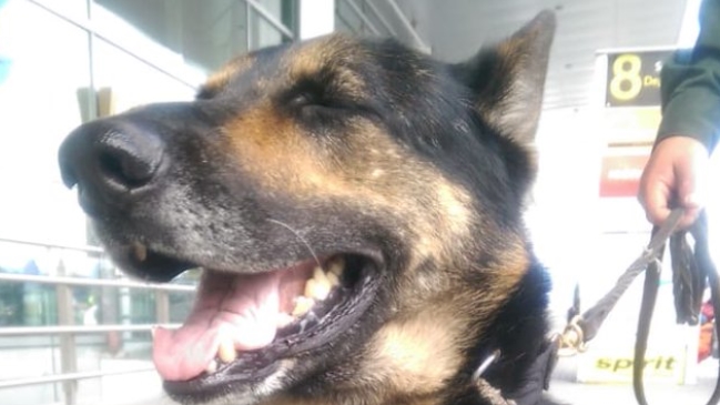 Narcos ofrecen millonaria recompensa por la cabeza de perra