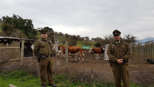 O'Higgins: Carabineros detuvo a dos sujetos tras robo de 13 vacunos