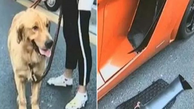 Mujer deberá pagar $4 millones a conductor de Lamborghini que chocó a su  perro 