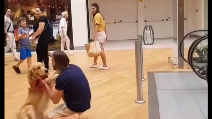   Perrito con miedo a las escaleras se viralizó por su ternura 