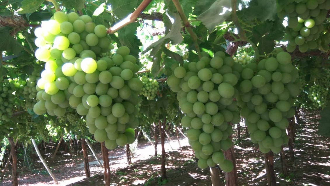 Buscan potenciar uva copiapina para conquistar Estados Unidos