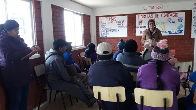 Arica: Buscan prevenir el contagio de leptospirosis