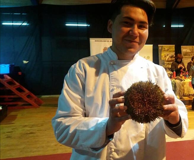 Profesionales gastronómicos ofrecerán degustación masiva de erizos en Quellón