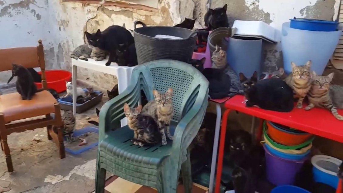 España: Rescatan a 101 gatos hacinados en una vivienda de 37 metros