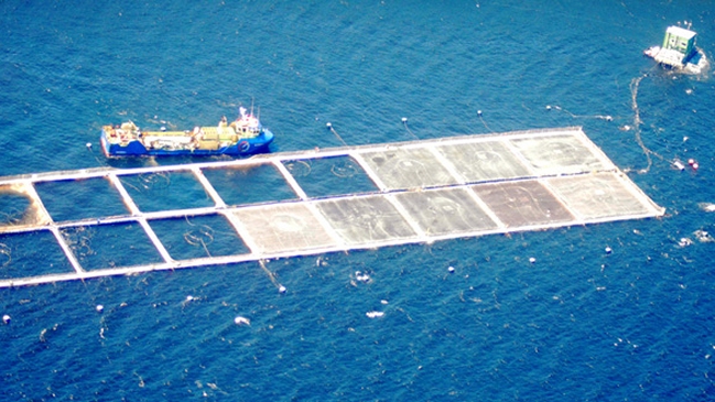 Proyecto de cultivo de salmones inicia tramitación para arribar al Biobío