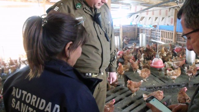 Encuentran avícola ilegal con 600 gallinas en el centro de Chillán