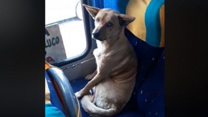 El mejor pasajero: Chofer de bus refugió a perrito del frío y se volvió viral
