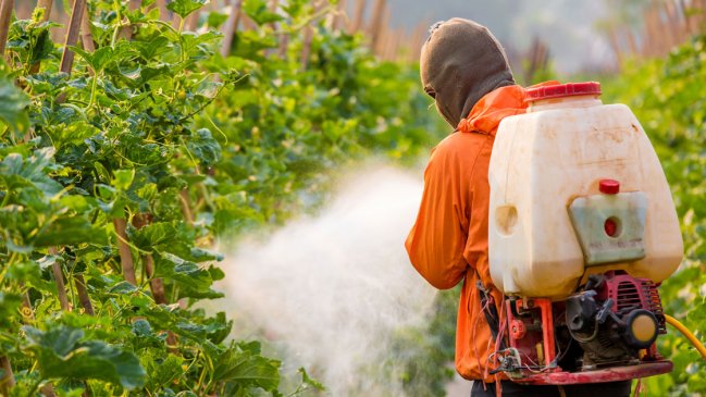 Universidad de O'Higgins estudiará presencia de pesticidas en alimentos consumidos en colegios de la zona