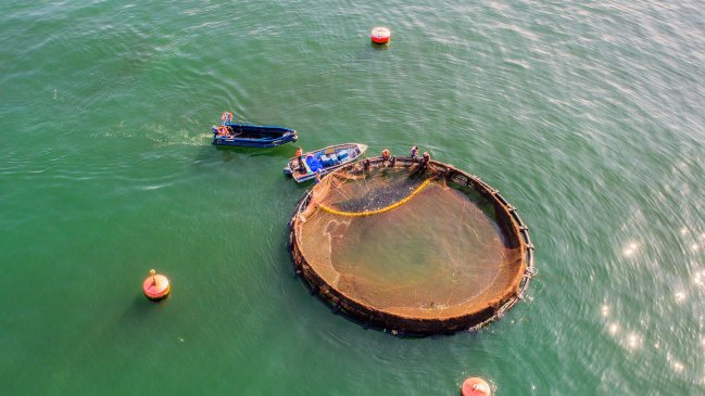 Iquique: Programa Corvina busca diversificar la acuicultura nacional