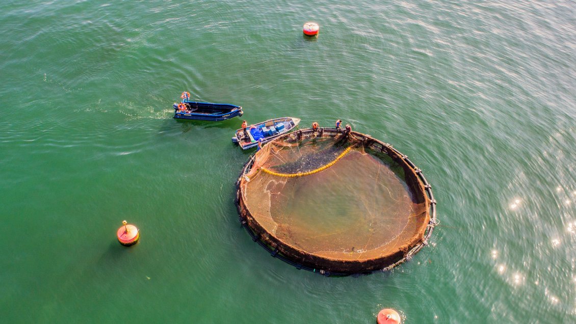 Iquique: Programa Corvina busca diversificar la acuicultura nacional